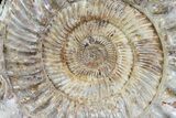 Wide Jurassic Ammonite Fossil - Madagascar #64830-1